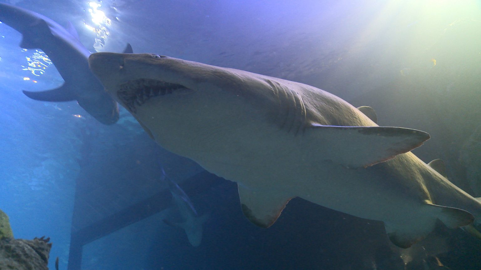 360 video shark dive at denver aquarium new focus films