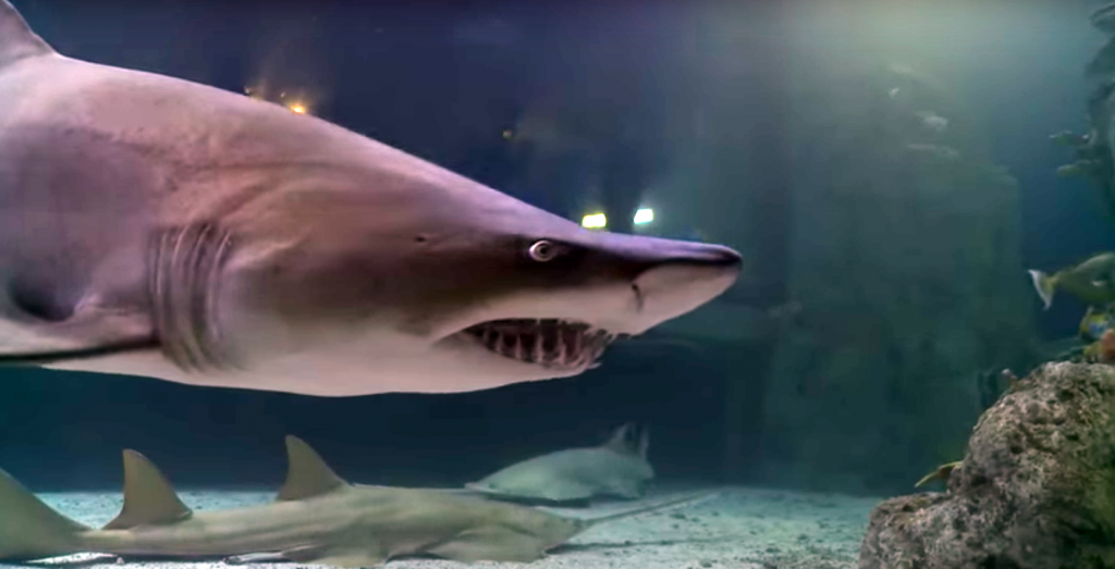shark tank matt abraxas a rising tide