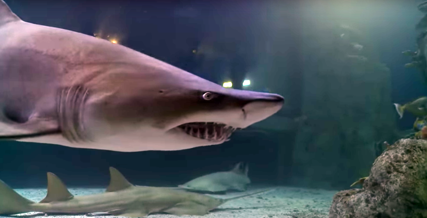 360 Virtual Shark Dive at Denver Downtown Aquarium